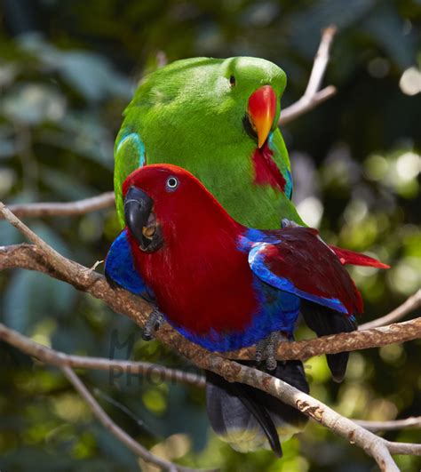 Buy Eclectus Parrot -pair mating Image Online - Print & Canvas Photos ...