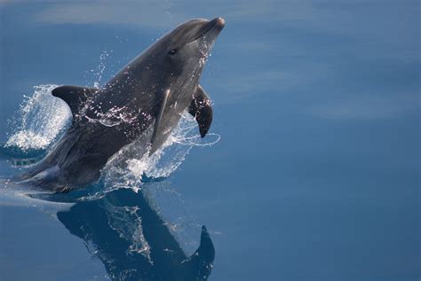 Bottlenose Dolphin Predators