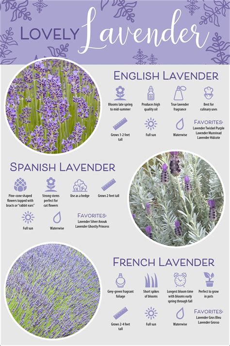 Lavender Varieties - A Guide to Different Types of Lavender