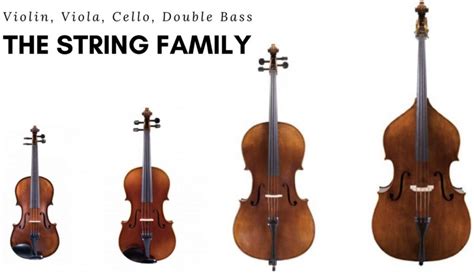 Best Way to Learn The Differences Between Violin Viola Cello And Bass ...