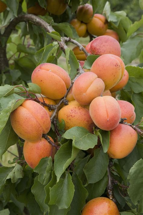 The five easiest fruit trees to grow - The English Garden