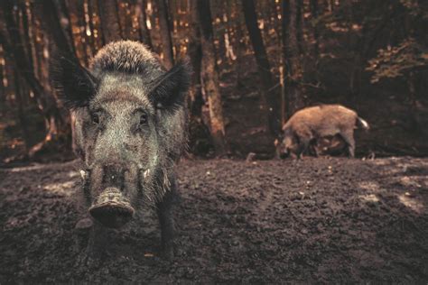 Climate impact of over 1 million wild boars – Green Reporter