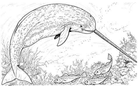 Narwhal Coloring Pages - Best Coloring Pages For Kids