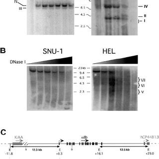 Conserved intergenic regions sequences. Downstream intergenic ...