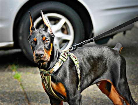 European Doberman Puppies for Sale - European Dobermans