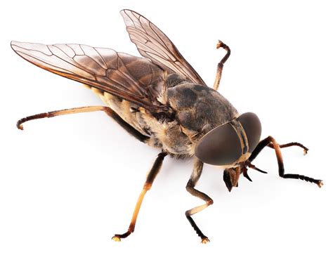 Human Bot Flies Grow in their Host’s Flesh - Drive-Bye Pest Exterminators