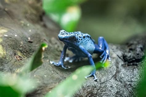 Blue Poison Dart Frog Tadpoles