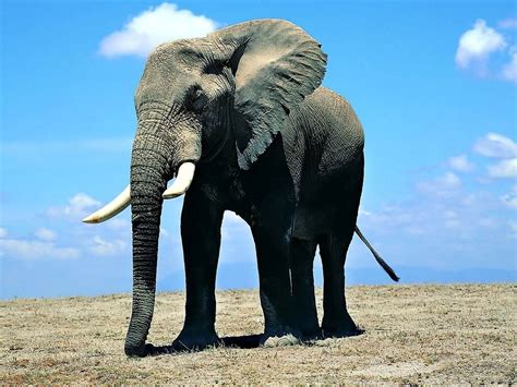 Aftican Big Elephant Image | HD Wallpapers