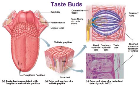 Sense Of Taste Diagram