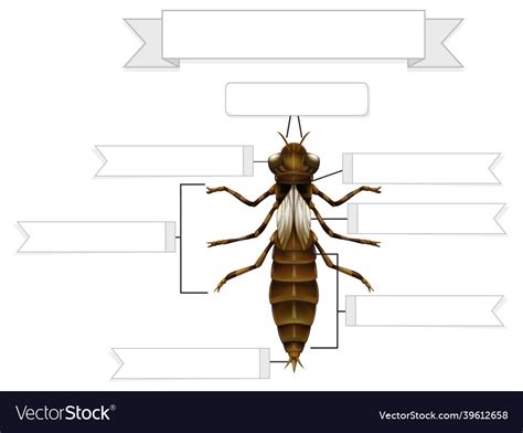 External anatomy of a nymph of a dragonfly Vector Image