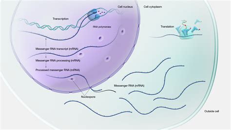 Gene Expression