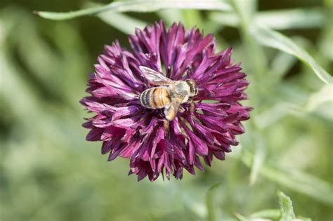 Five Plants to Attract Honey Bees