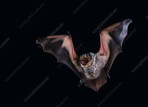 Hoary bat (Lasiurus cinereus) in flight - Stock Image - C033/9121 ...