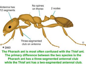 Pharoah Ant Identification Resources | Nebraska Extension in Lancaster ...