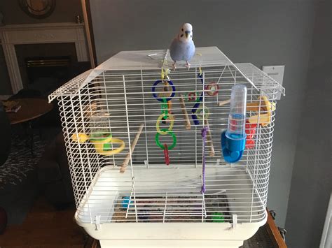 Is this cage for my budgie good? He is happy and healthy, just looking ...