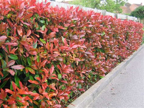 Hedging - Greenshutters Garden Centre