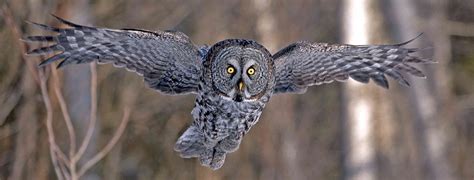 Who Said That? 8 Owls You Might Hear at Night