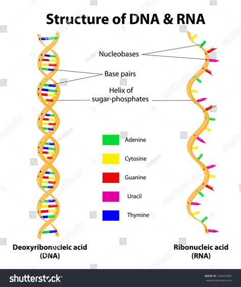 840 Nitrogenous Bases Stock Vectors and Vector Art | Shutterstock