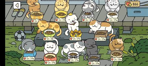 All The Cats In Adorable Home - CATCANIN