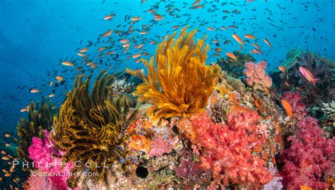 The Insanely Beautiful Coral Reefs of Fiji – Natural History ...