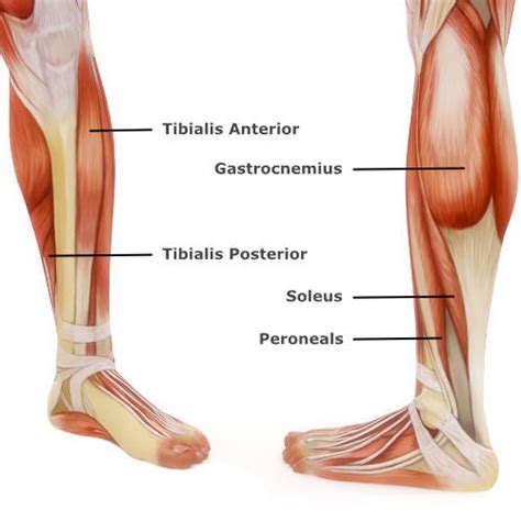 Ankle & Foot Pain | Central Health Physiotherapy