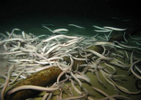 Pacific Hagfish Habitat