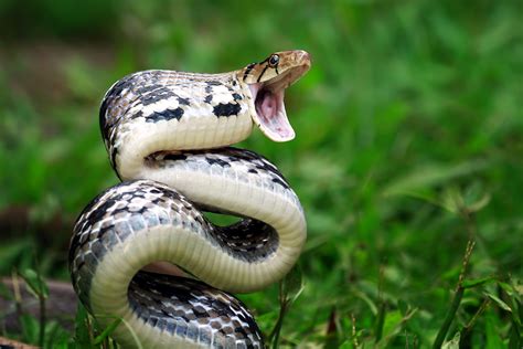 20 of the World's Most Venomous Snakes - Treehugger