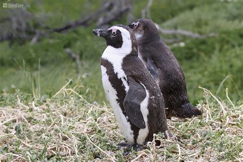 Species of the Spheniscidae family - Birdier