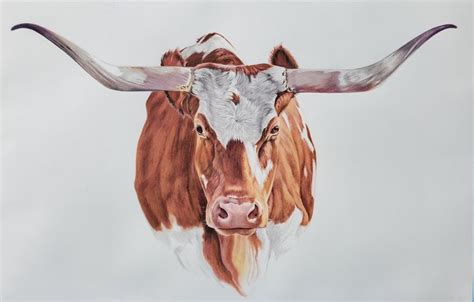 Original Colored Pencil Drawing of Longhorn Cow