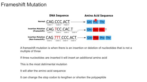 bacteria types of mutation