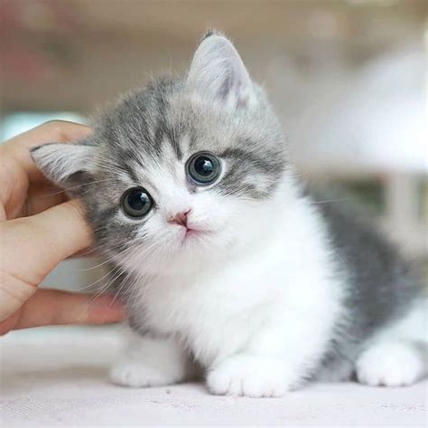 Pin di Cute cats