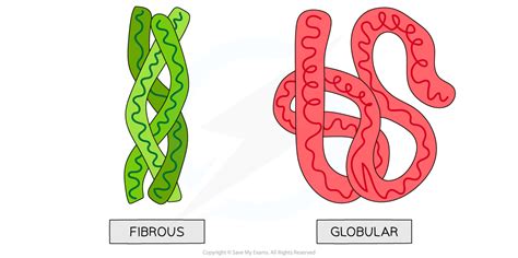 IB DP Biology: HL复习笔记2.3.2 Protein Structure & Function-翰林国际教育