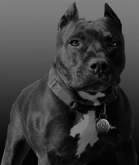 Viral Real Pitbull Dogs Images - My Dog Pitbull