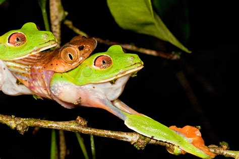 PsBattle: Frog getting eaten by a snake : r/photoshopbattles