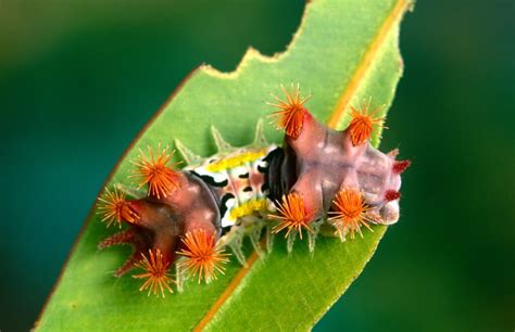 Exploring the Fascinating World of Western Australian Caterpillars ...