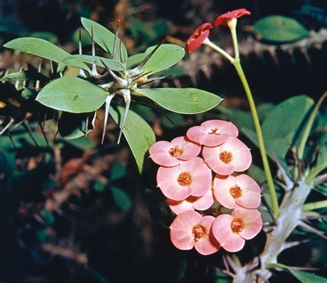 Crown of thorns | Plant, Description, & Meaning | Britannica