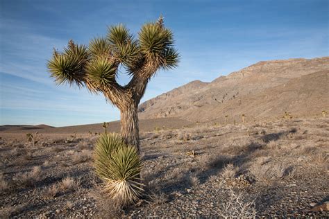 Joshua Tree, Mojave Desert, California – Geology Pics