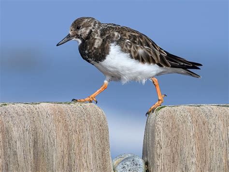 Ruddy Turnstone Bird Facts (Arenaria interpres) | Birdfact