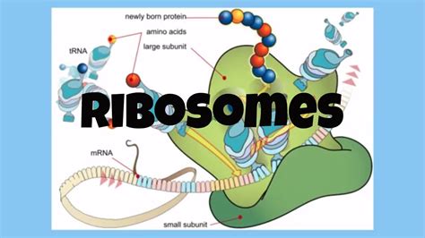 What Are Ribosomes