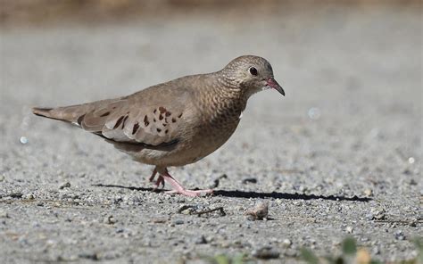 Common Ground Dove | Audubon Field Guide