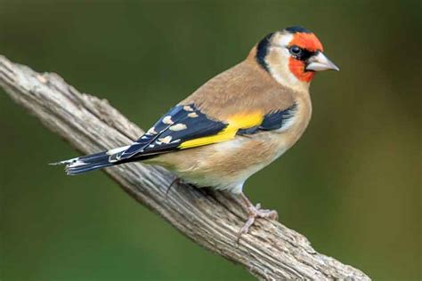 Common Garden Birds Identification