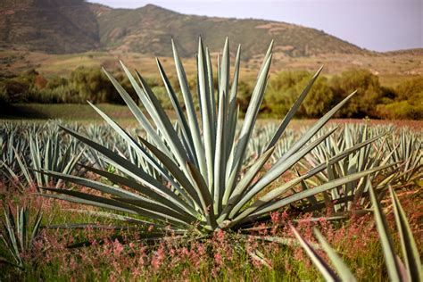 ¿Agave o Maguey?