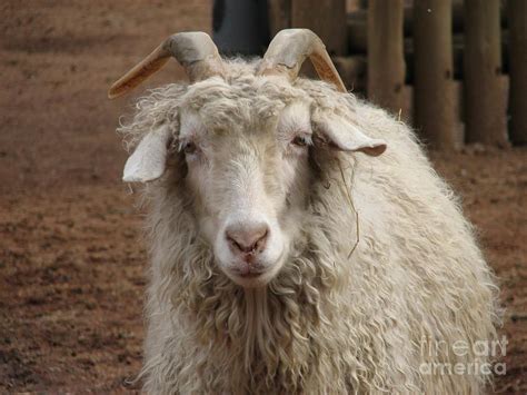 Angora Sheep Photograph by Frederick Holiday - Fine Art America