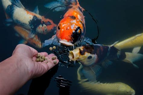 Best Koi Food Guide: What to Feed Koi Fish? - Fish Laboratory