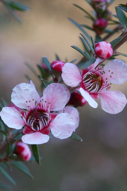 105 best NZ Natives images on Pinterest | Garden plants, Patio plants ...