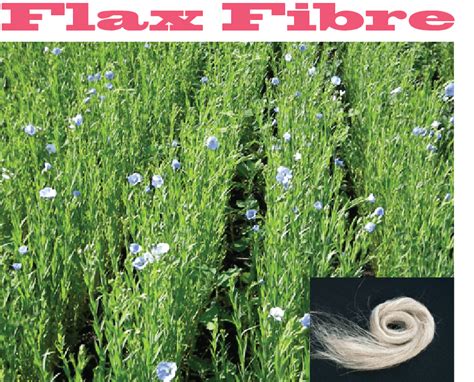 Flax Fiber: A Brief Discussion | Flax Fibre Cultivation | Flax Fibre ...