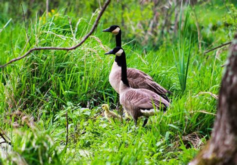 6 Bird Migration Patterns That Have Changed - Birds and Blooms