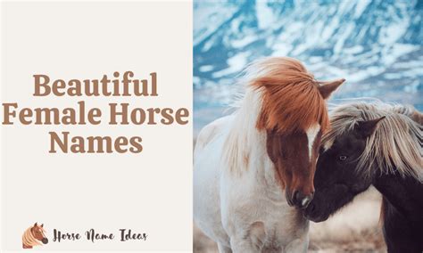 250 Beautiful Female Horse Names (With Meanings) - HorseNameIdeas.com