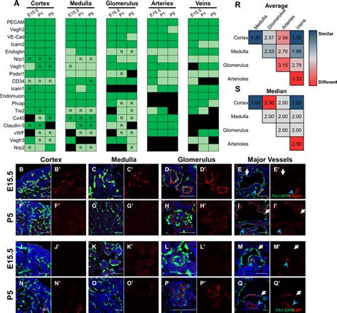 Standard endothelial markers display heterogeneous spatiotemporal ...