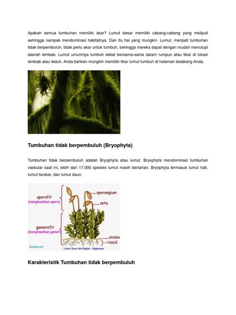 Detail Gambar Lumut Daun Dan Bagian Bagiannya Koleksi Nomer 30